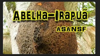 AbelhaIrapuá Trigona hyalinataAprendendo sobre abelhas nativas sem ferrão 5 [upl. by Desdee]