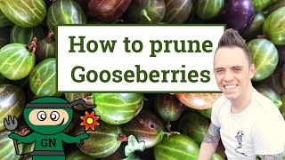 How amp when to prune gooseberries the beginners guide [upl. by Opaline]