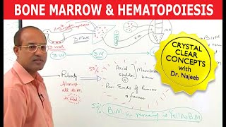 Bone Marrow and Hematopoiesis  Blood Cells Formation [upl. by Gerstein]