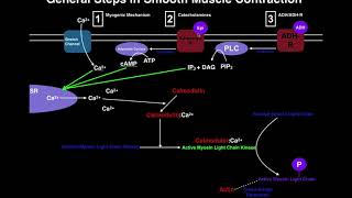 Contractions  English Grammar Practice  Scratch Garden [upl. by Nylodnewg]