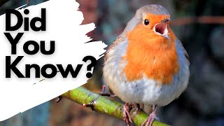 How To Draw A Robin Bird realistic [upl. by France]