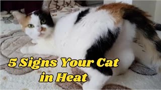 5 Signs Your Cat in Heat [upl. by Mallina]