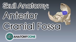 Anterior Cranial Fossa  Skull Anatomy [upl. by Narej371]