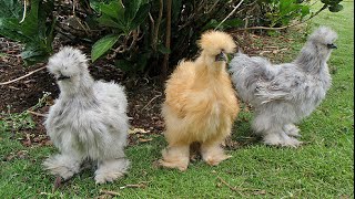 Blue silkie chickens [upl. by Chaffin]