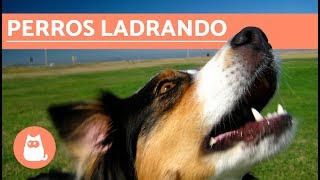 Los mejores LADRIDOS DE PERROS 🐶 Perros LADRANDO ¡MUY DIVERTIDO [upl. by Bamford]