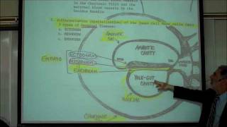 INTRO TO HUMAN EMBRYOLOGY PART 1 by Professor Fink [upl. by Laurentium]