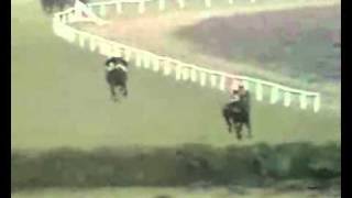 Red Rum Winning The 1973 Grand National [upl. by Boser240]