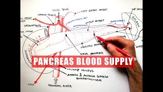 PANCREAS Blood Supply  Anatomy Tutorial [upl. by Phio]