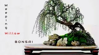 Weeping Willow Bonsai [upl. by Aleedis]