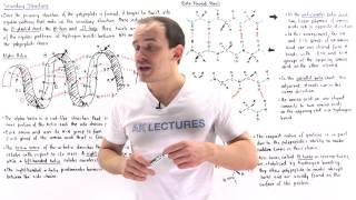 Secondary Structure of Proteins [upl. by Cathey620]