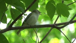 RedEyed Vireo Song [upl. by Abbey285]