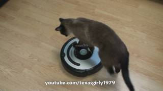 Cat shows HOW TO use iRobot Roomba Vacuum [upl. by Ariamoy]