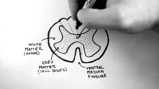 Spinal Pathways 1  Spinal Cord Anatomy and Organisation [upl. by Giorgi261]