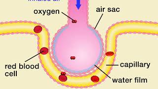 Animation 71 Gas exchange in air sacs [upl. by Llerdna]