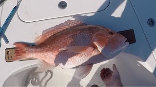 BIG Alabama Red Snapper and Amberjack Jigging Fun [upl. by Eisenstark]