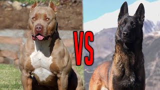 Belgian Malinois vs Pit Bull terrier [upl. by Yllatan430]