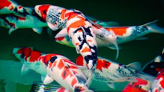 These Koi Fish Are Beautiful FIRST KOI FARM VISIT IN 2020 [upl. by Beryle]