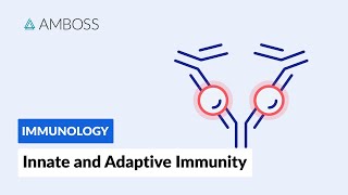 Innate and Adaptive Immunity Types of Immune Responses Short version [upl. by Rafaello259]