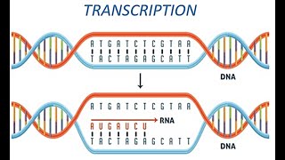 Transcription DNA to RNA [upl. by Nnayt57]