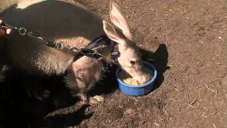 Baby AardvarkCincinnati Zoo [upl. by Jerry169]