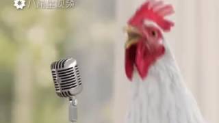 Poulet qui chante et dansent [upl. by Ursulette544]