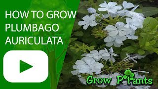 How to grow Plumbago auriculata [upl. by Oicam]