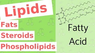 Lipids  Fats Steroids and Phospholipids  Biological Molecules Simplified 4 [upl. by Tansey]