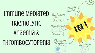 Immune Mediated Haemolytic Anaemia amp Thrombocytopenia [upl. by Nyledaj202]