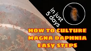 How to Culture Magna Daphnia Easily [upl. by Ahsinauq]