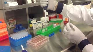 Altogen Biosystems In Vitro HEK293 Transfection Tutorial [upl. by Laroy612]