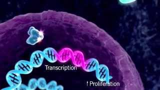 The HER Signaling Pathway [upl. by Kared1]