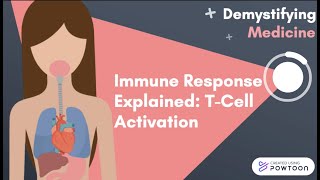 Immune Response Explained TCell Activation [upl. by Aimas]