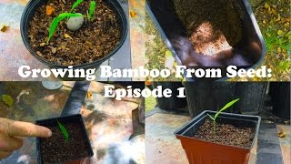 Growing Bamboo From Seed Episode 1 [upl. by Rollet]