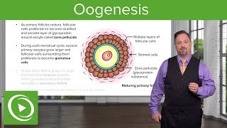 Oogenesis and Follicles – Embryology  Lecturio [upl. by Aiset]