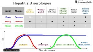 Hepatitis B serologies [upl. by Enyt]