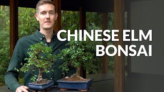 Chinese Elm Bonsai care Ulmus [upl. by Williamson501]