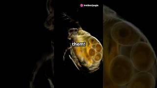 How to culture Daphnia for your Aquarium [upl. by Imak822]