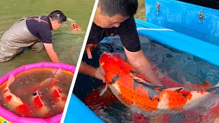 JUMBO KOI Shintaro Jumbo Koi Pond Harvest 2020 [upl. by Adele137]