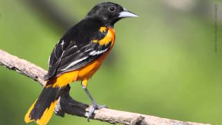 Baltimore Oriole [upl. by Sweatt902]