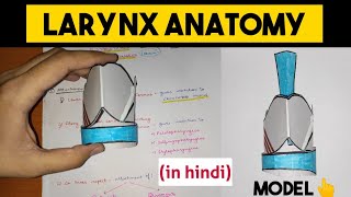 Larynx Anatomy  1  Cartilages of Larynx [upl. by Arin]