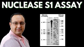 S1 Nuclease Assay  Transcriptome Analysis [upl. by Hoppe]