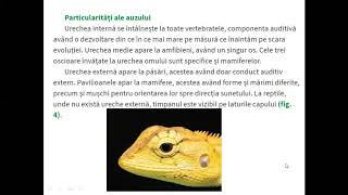 PARTICULARITATI ALE SENSIBILITATII LA VERTEBRATE  Lectii de biologie clasa a VIIa [upl. by Airtemed]