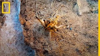 Observa el riesgo en el que se pone una ARAÑA para poder APAREARSE  National Geographic en Español [upl. by Ahseiyk]