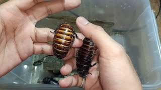 How to start breeding Madagascar Hissing Cockroach [upl. by Reviel]