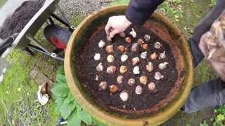 planting tulip bulbs in pots [upl. by Luke475]