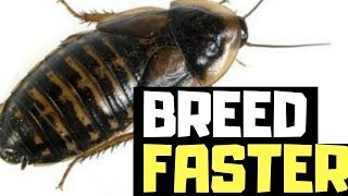 How To Breed Dubia Roaches FASTER [upl. by Sefton]