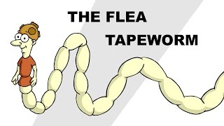 The Flea Tapeworm Dipylidium caninum  Plain and Simple [upl. by Calvinna]