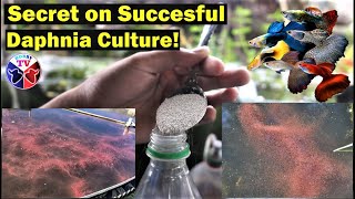 How to Culture Daphnia Successfully [upl. by Rurik]