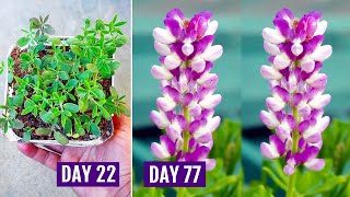 How to GROW LUPINS from SEEDS With All CARE Tips 113 Days UPDATES [upl. by Lledniuq]