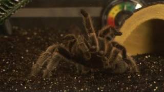 How To Take Care Of Tarantulas [upl. by Asilrac]